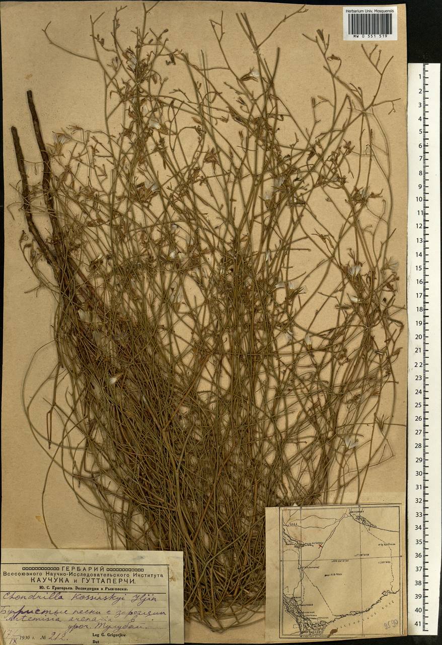 Хондрилла малоцветковая Ledeb., Восточная Европа, Нижневолжский район (E9) (Россия)