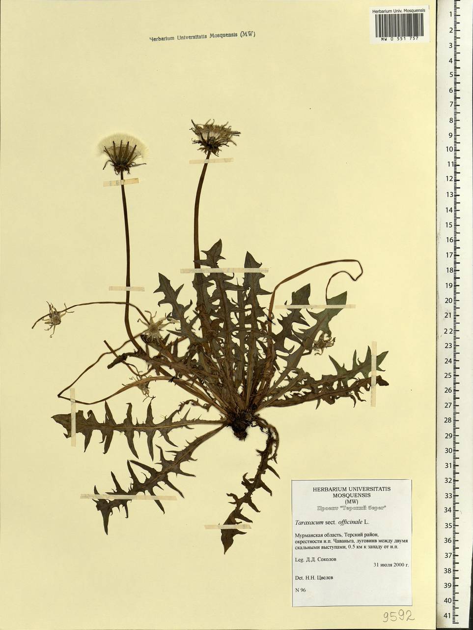 Одуванчик гербарий. Taraxacum officinale гербарий. Одуванчик лекарственный гербарий. Одуванчик описание для гербария. Гербарий растения одуванчик.