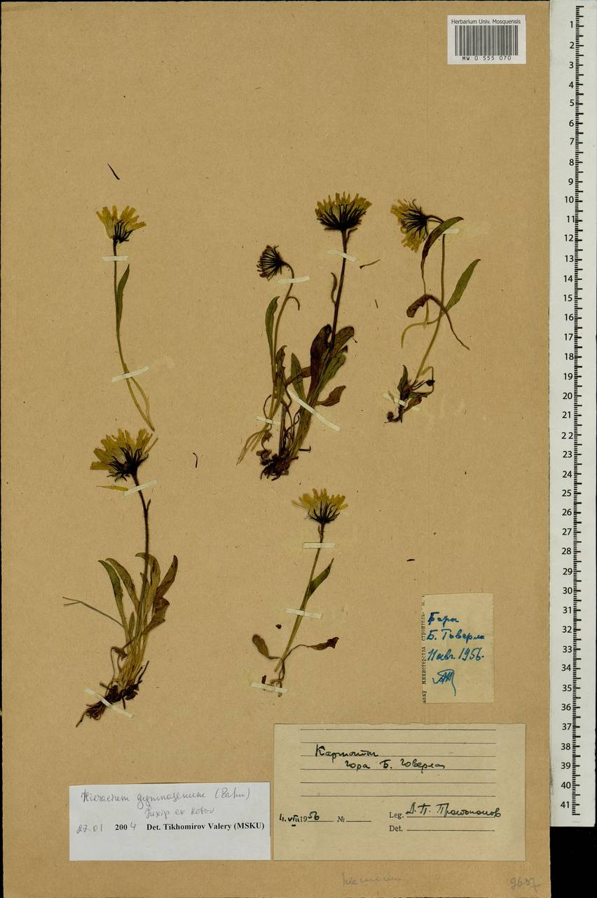 Яcтребинка голая Zahn, Восточная Европа, Западно-Украинский район (E13) (Украина)