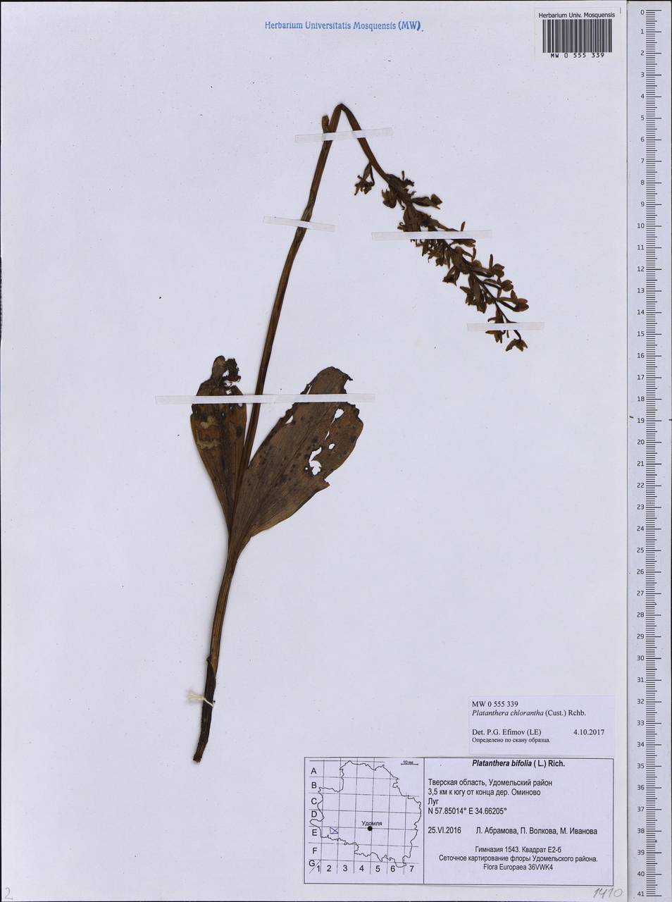 Любка зеленоцветковая (Custer) Rchb., Восточная Европа, Северо-Западный район (E2) (Россия)