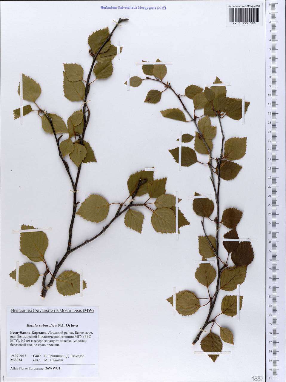 MW0555506, Betula subarctica (Береза субарктическая), specimen