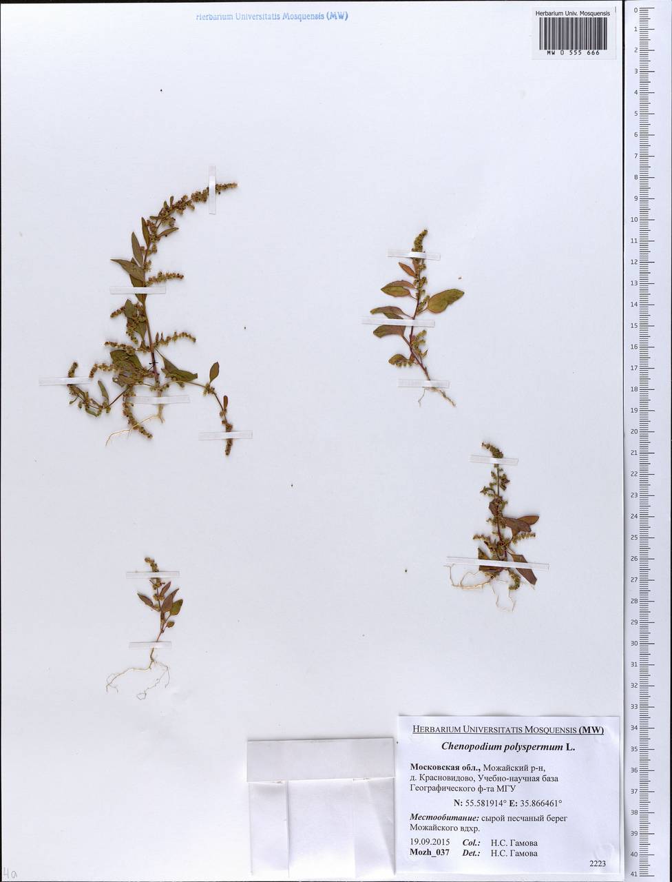 Lipandra polysperma (L.) S. Fuentes, Uotila & Borsch, Восточная Европа, Московская область и Москва (E4a) (Россия)