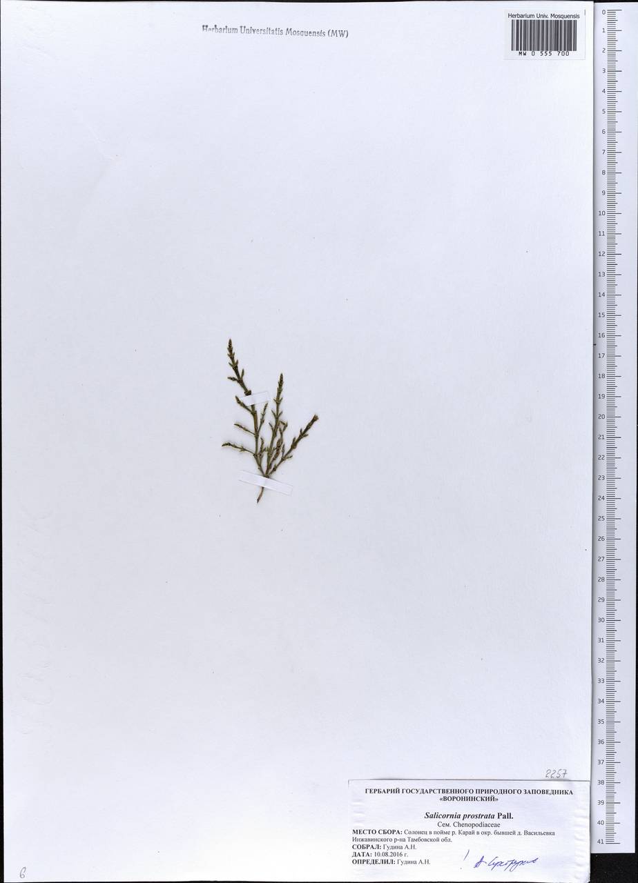 Солерос солончаковый Willd., Восточная Европа, Центральный лесостепной район (E6) (Россия)