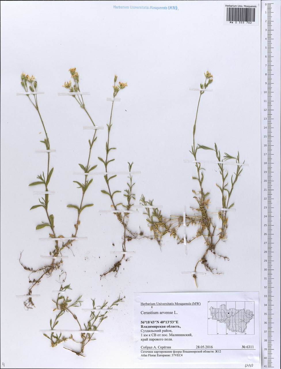 Ясколка полевая L., Восточная Европа, Центральный район (E4) (Россия)
