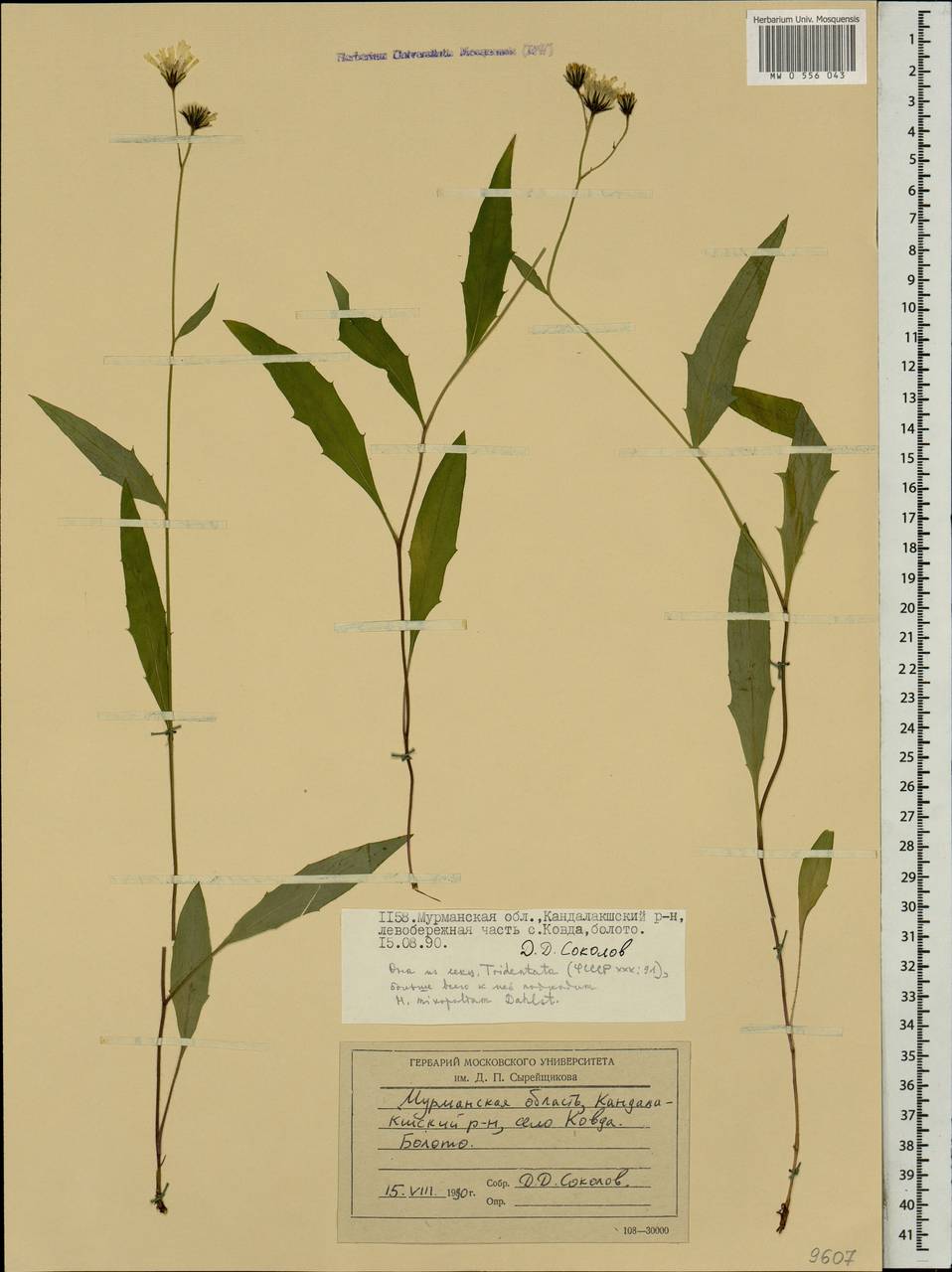 Яcтребинка хрящеватая (Lönnr.) Greuter, Восточная Европа, Северный район (E1) (Россия)