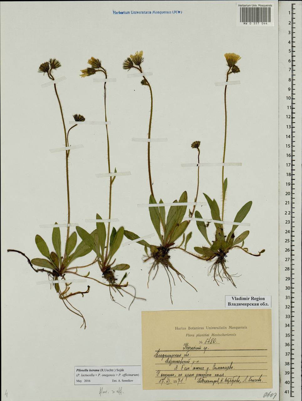 Pilosella iserana (Uechtr.) Soják, Восточная Европа, Центральный район (E4) (Россия)