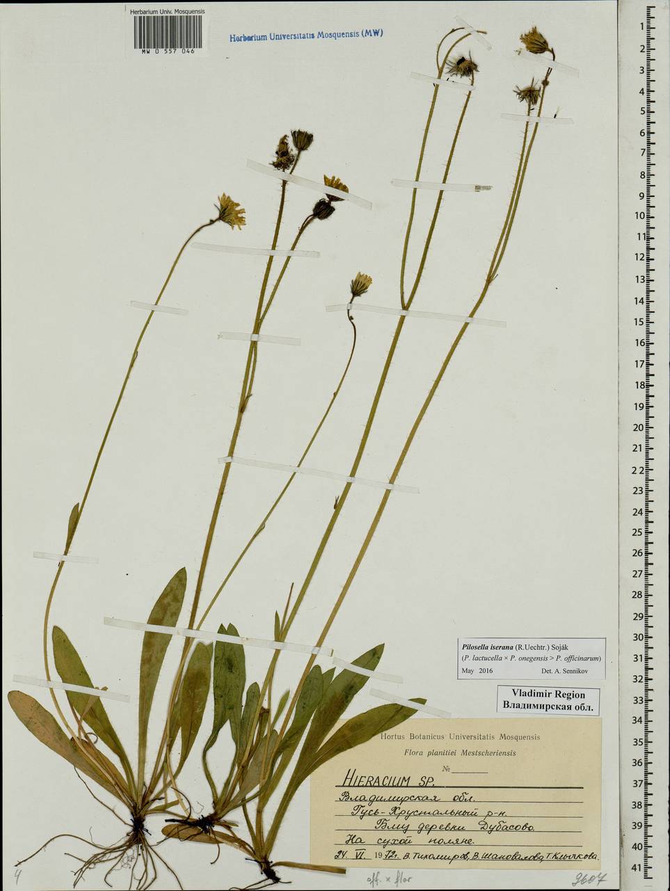 Pilosella iserana (Uechtr.) Soják, Восточная Европа, Центральный район (E4) (Россия)