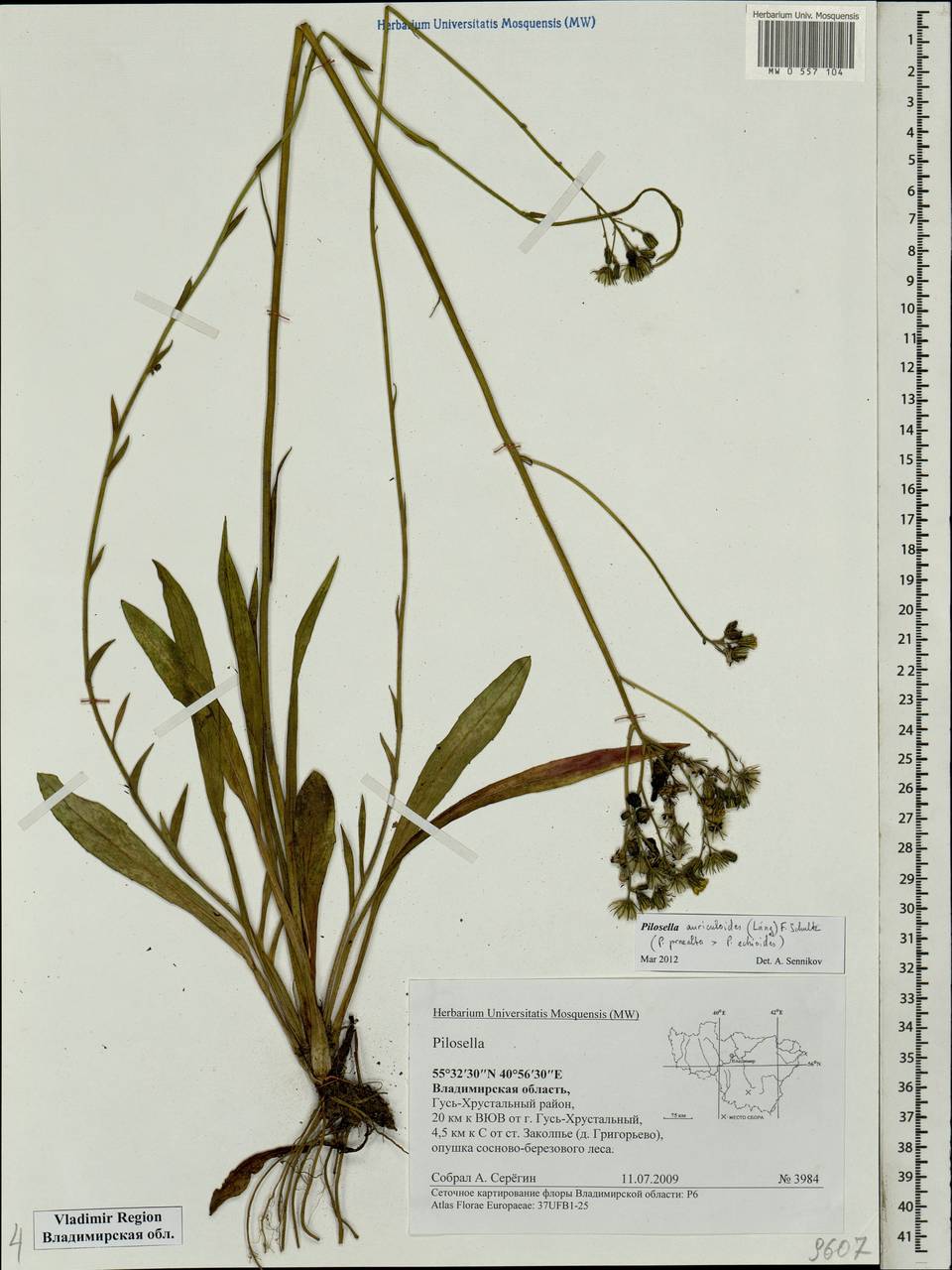 Ястребиночка ушковидная (Láng) Arv.-Touv., Восточная Европа, Центральный район (E4) (Россия)