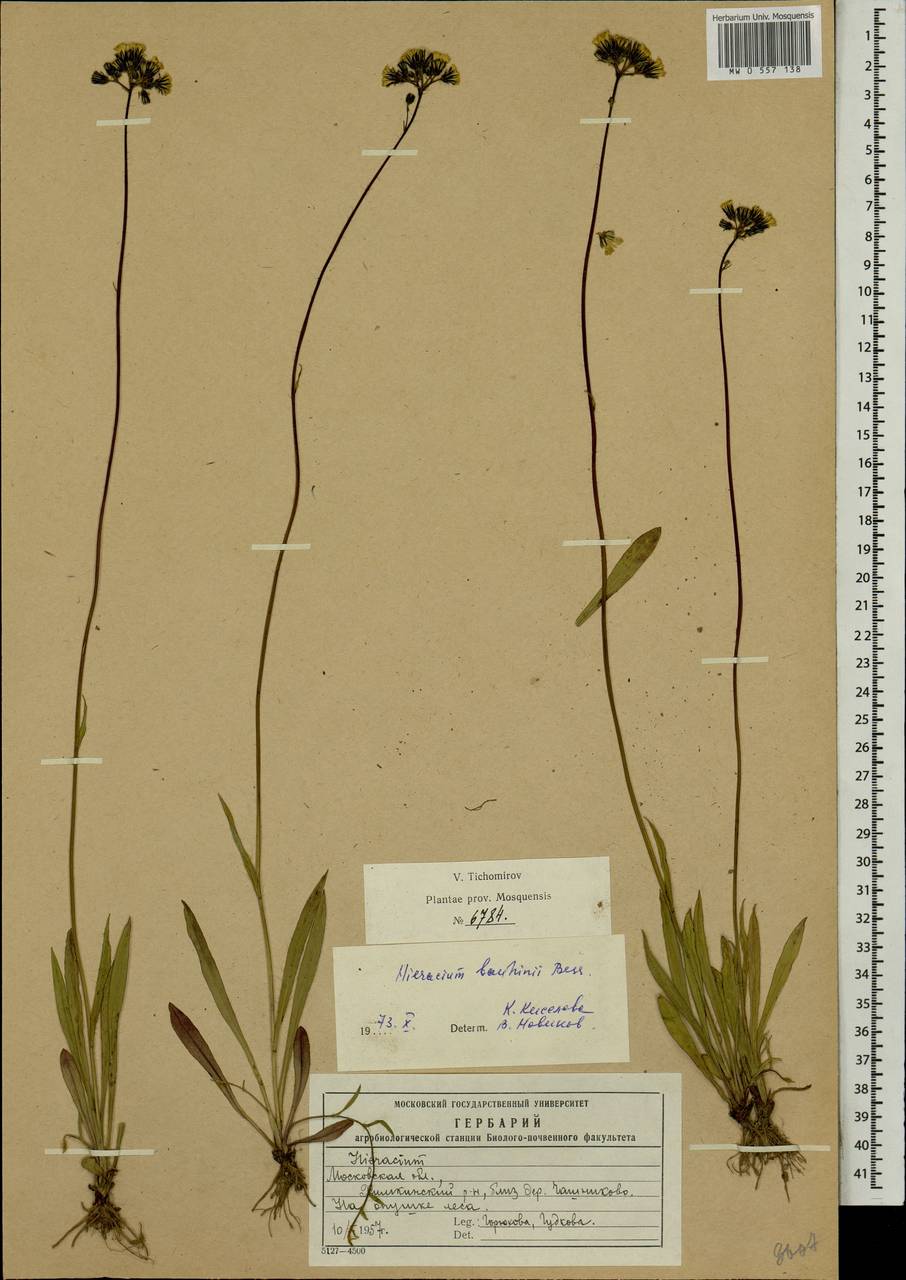 Ястребиночка тонкозлачная, Восточная Европа, Московская область и Москва (E4a) (Россия)