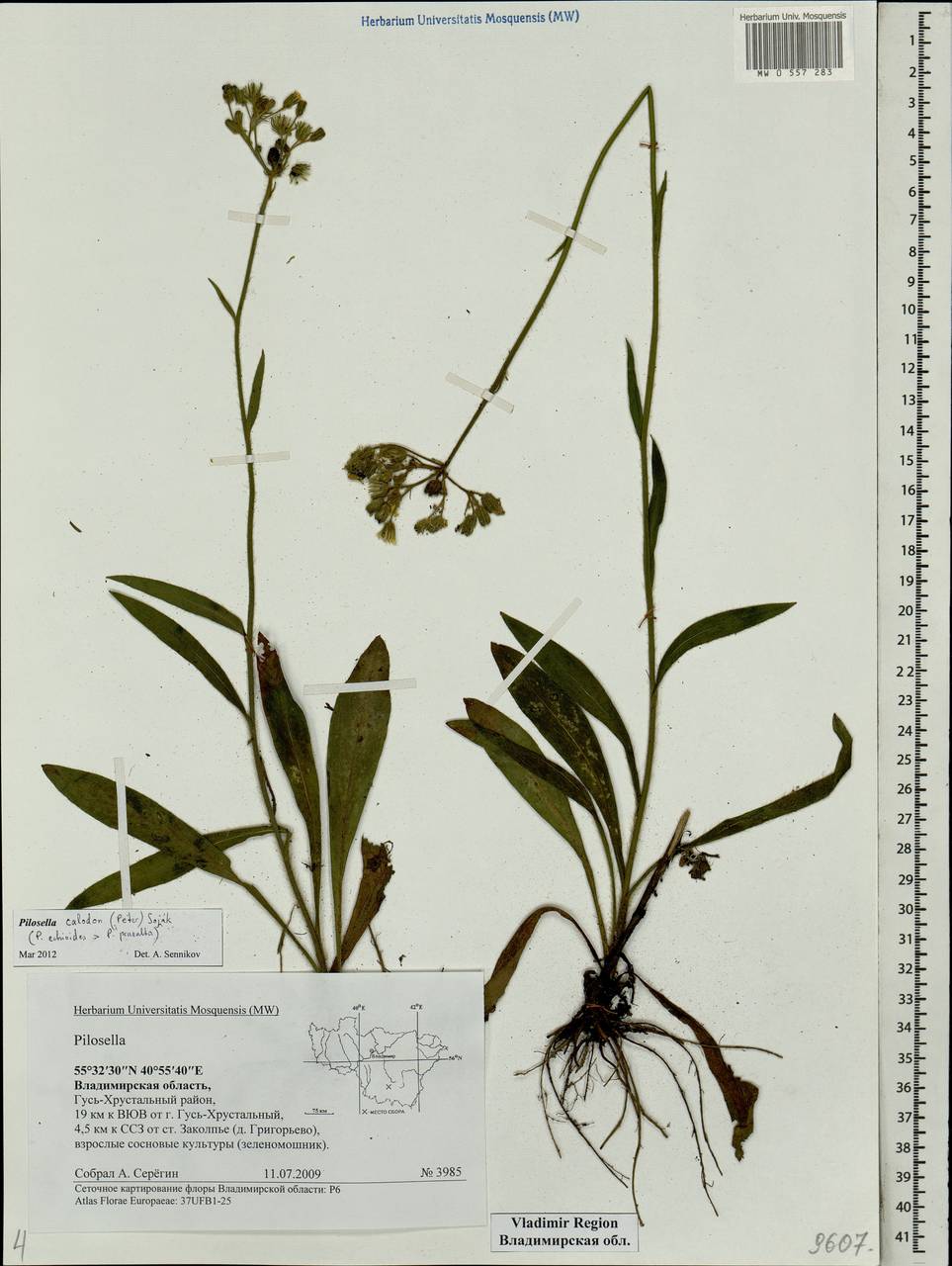Pilosella calodon subsp. calodon, Восточная Европа, Центральный район (E4) (Россия)