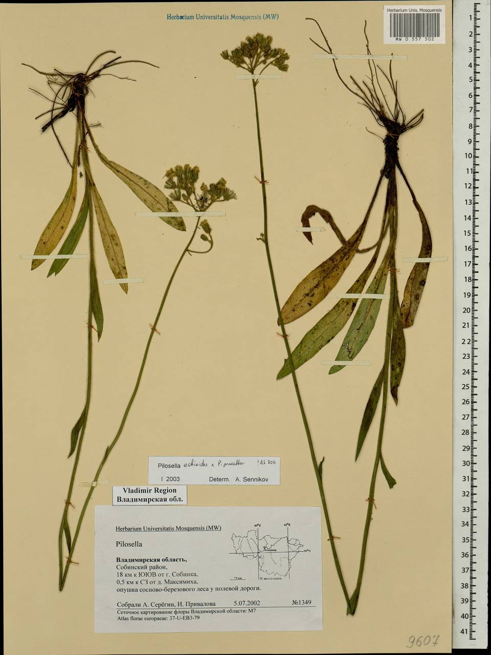 Pilosella calodon subsp. calodon, Восточная Европа, Центральный район (E4) (Россия)