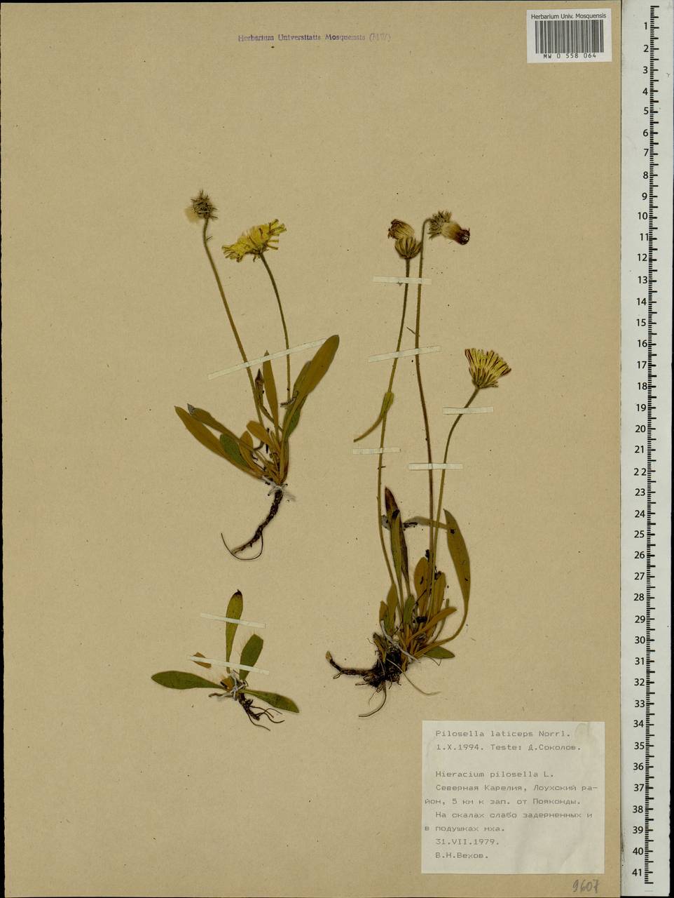 Pilosella peleteriana subsp. subpeleteriana (Nägeli & Peter) P. D. Sell, Восточная Европа, Северный район (E1) (Россия)