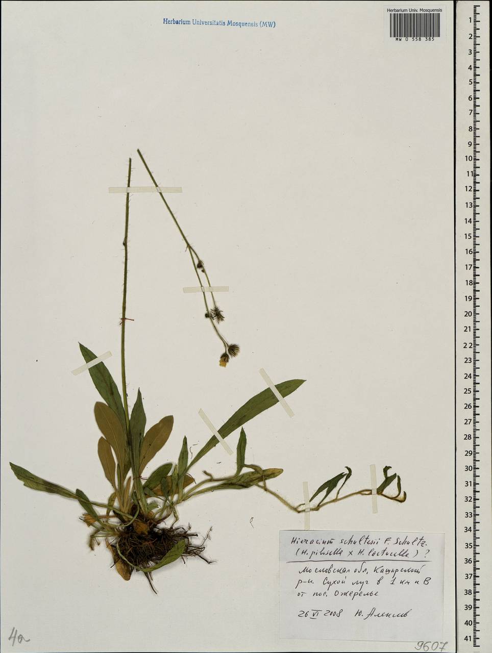 Pilosella schultesii subsp. schultesii, Восточная Европа, Московская область и Москва (E4a) (Россия)