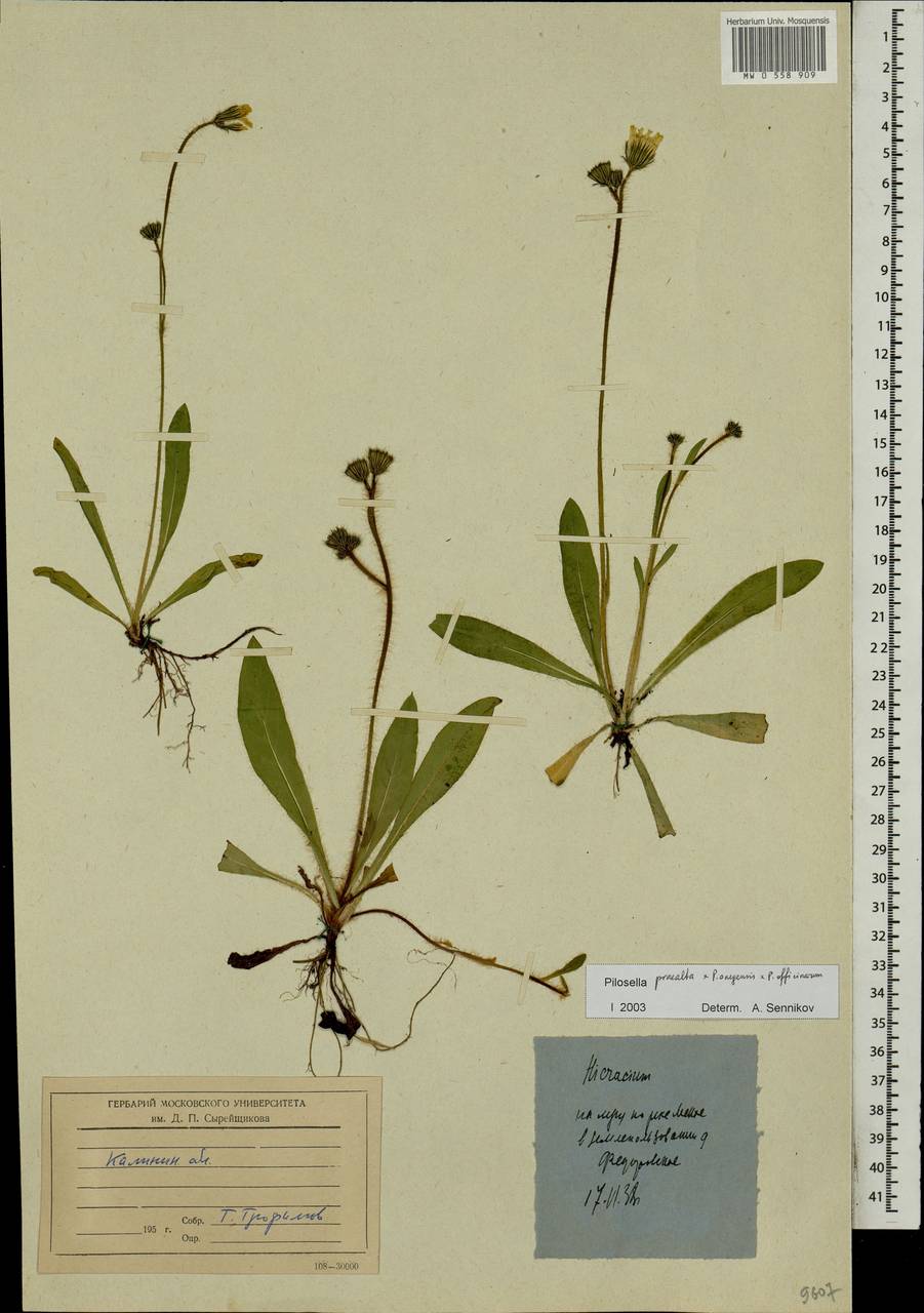 Ястребиночка тонковетвистая (Peter) Soják, Восточная Европа, Северо-Западный район (E2) (Россия)