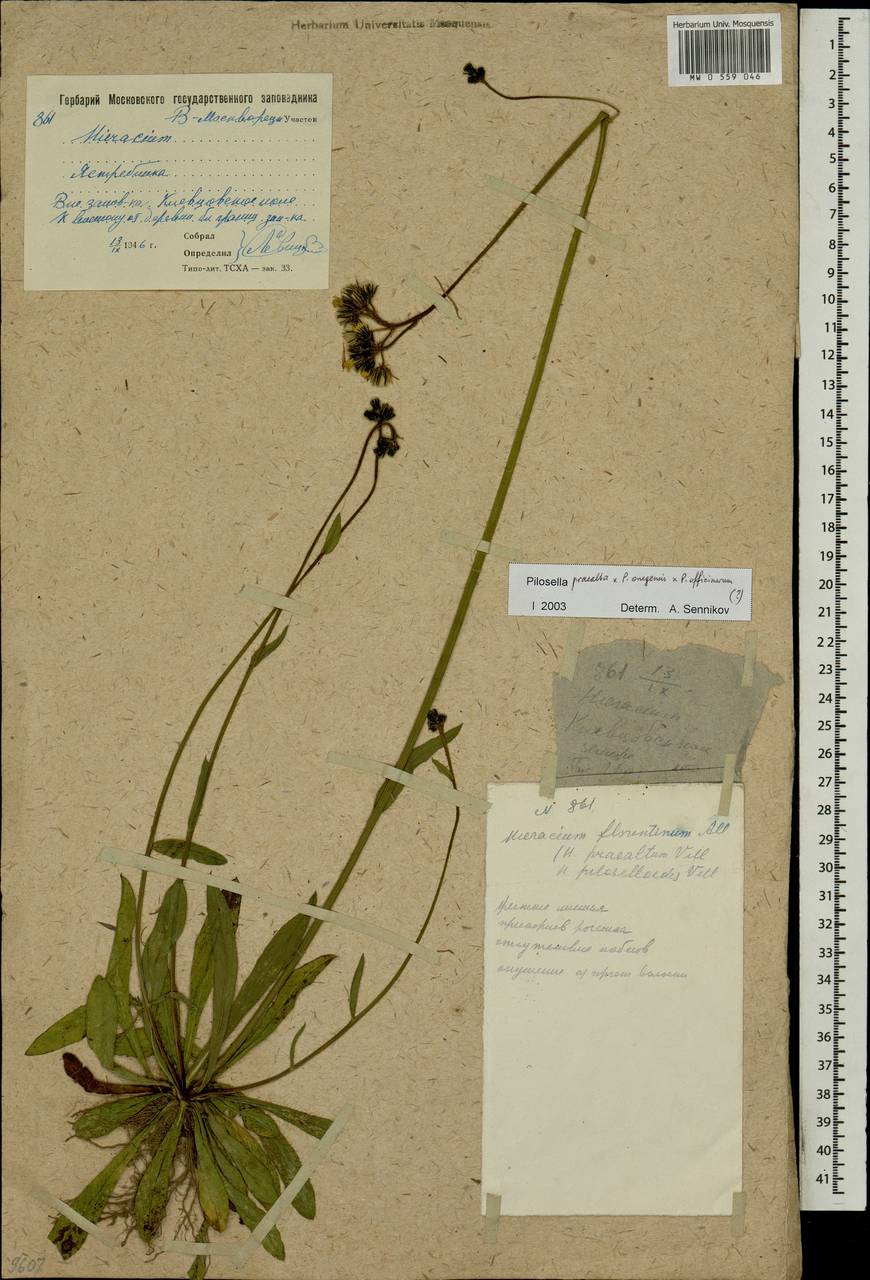 Ястребиночка тонковетвистая (Peter) Soják, Восточная Европа, Московская область и Москва (E4a) (Россия)
