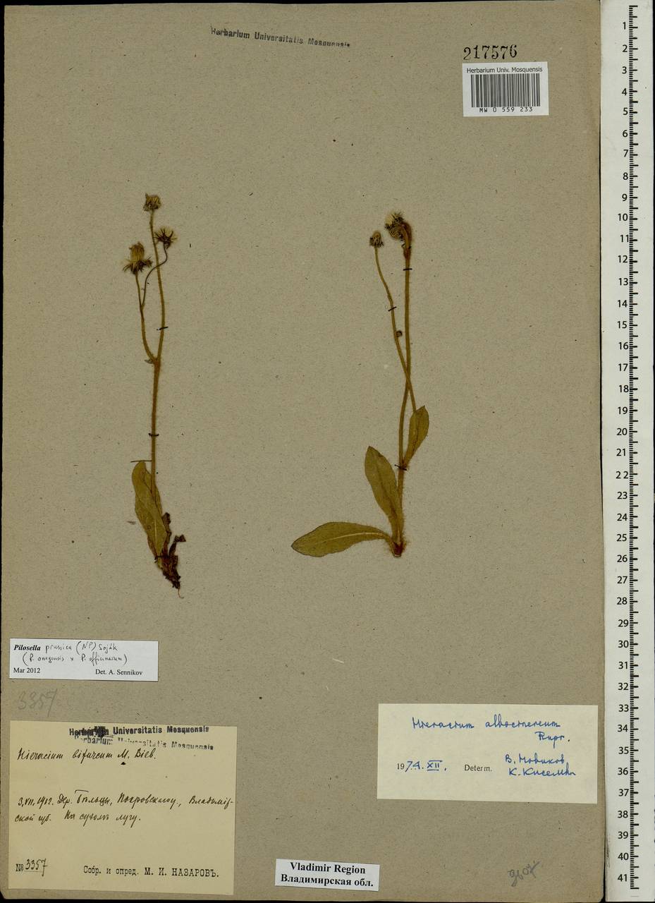 Ястребиночка прусская (Nägeli & Peter) Soják, Восточная Европа, Центральный район (E4) (Россия)