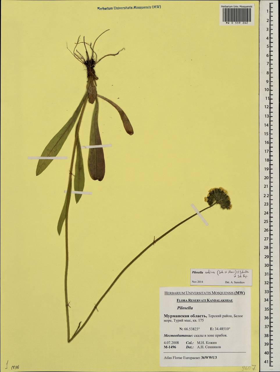 Pilosella cymosa subsp. sabina (Sebast.) H. P. Fuchs, Восточная Европа, Северный район (E1) (Россия)