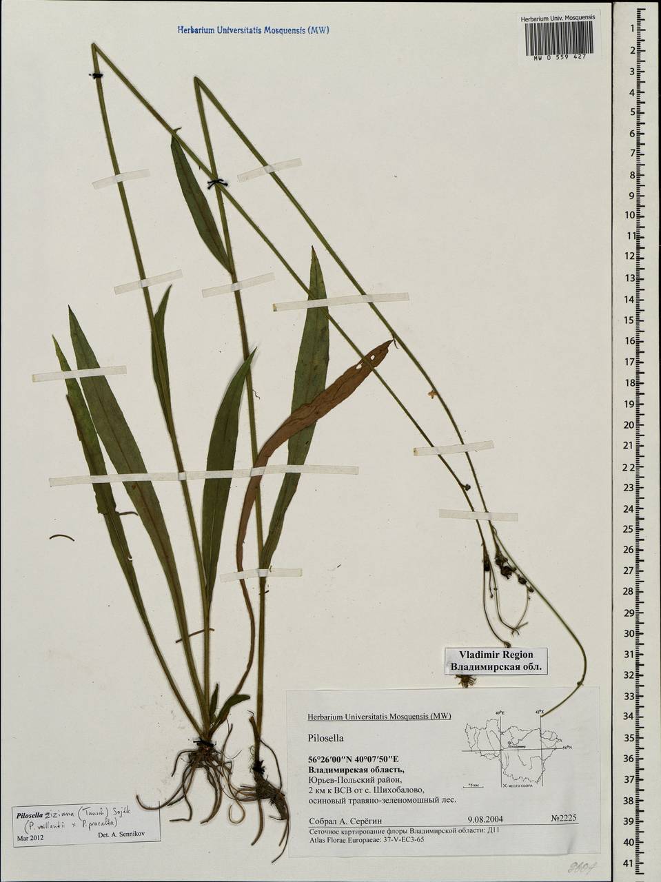 Pilosella ziziana subsp. ziziana, Восточная Европа, Центральный район (E4) (Россия)