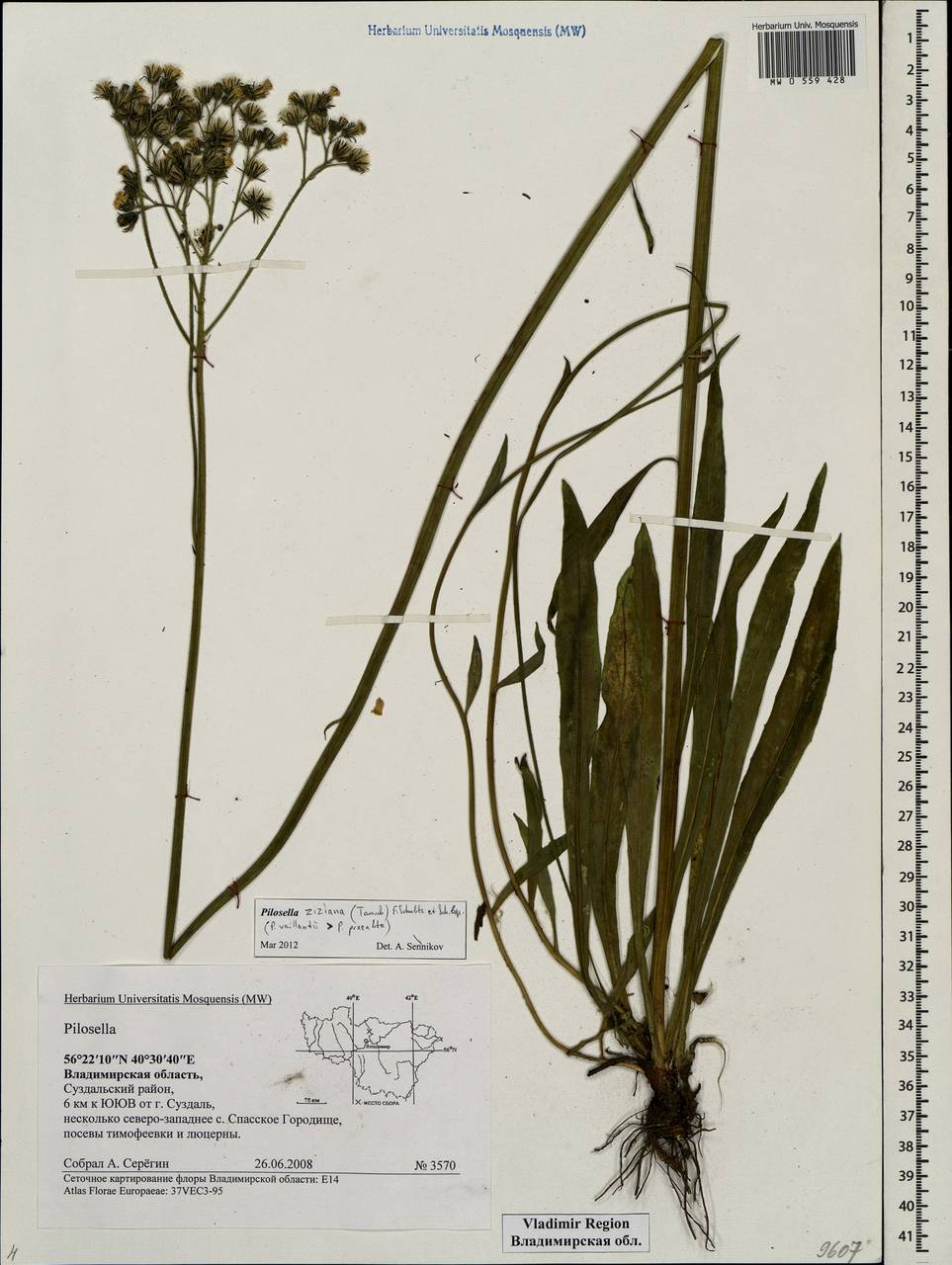 Pilosella ziziana subsp. ziziana, Восточная Европа, Центральный район (E4) (Россия)