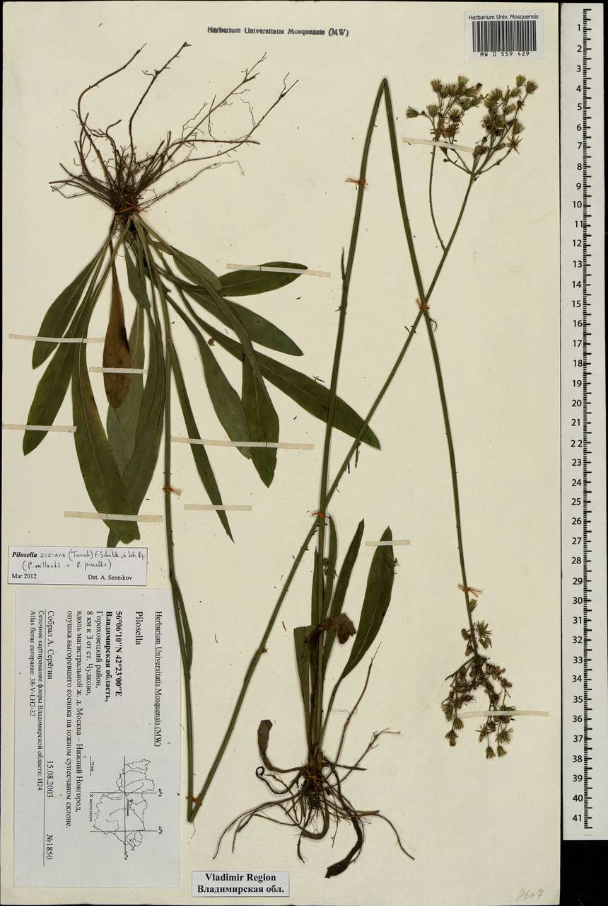 Pilosella ziziana subsp. ziziana, Восточная Европа, Центральный район (E4) (Россия)