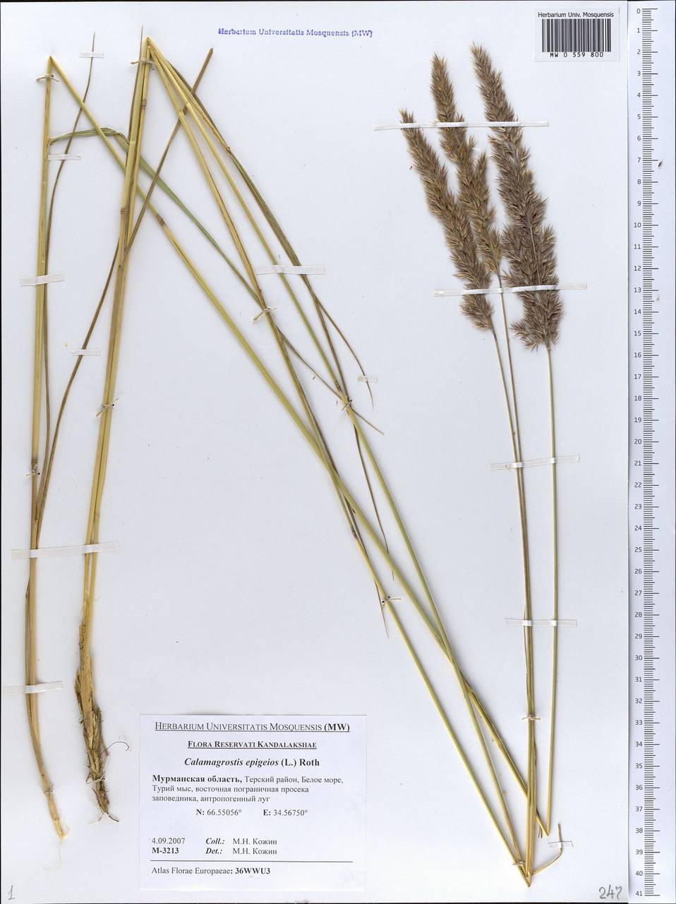 Calamagrostis epigejos (l.) Roth