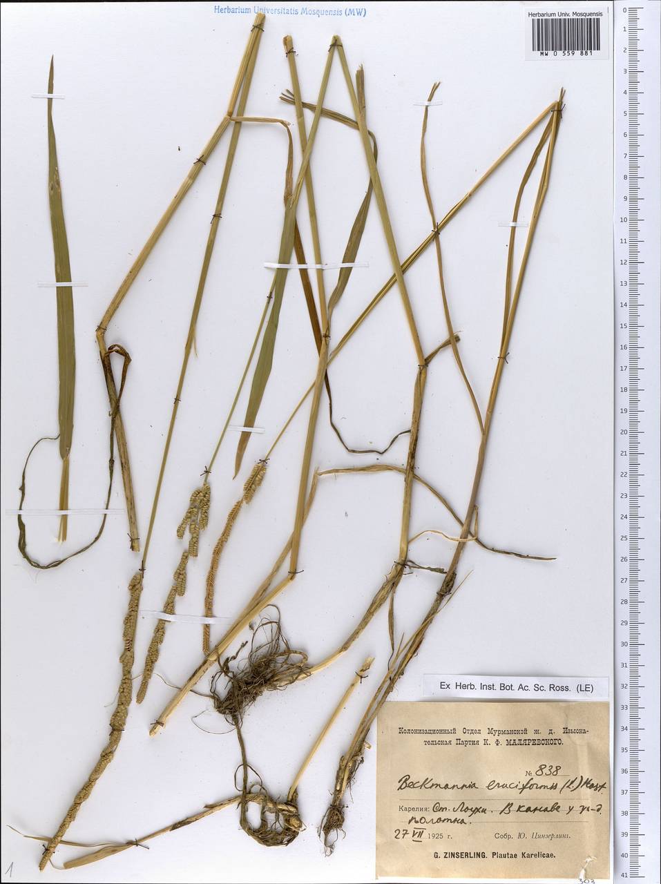 MW0559881, Beckmannia eruciformis (Бекмания обыкновенная), specimen