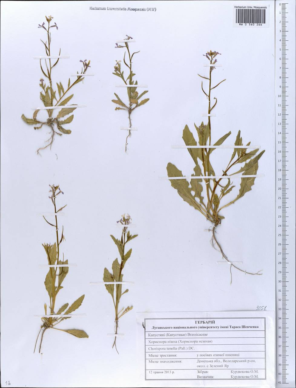 Хориспора нежная Chorispora tenella (Pall.) DC.