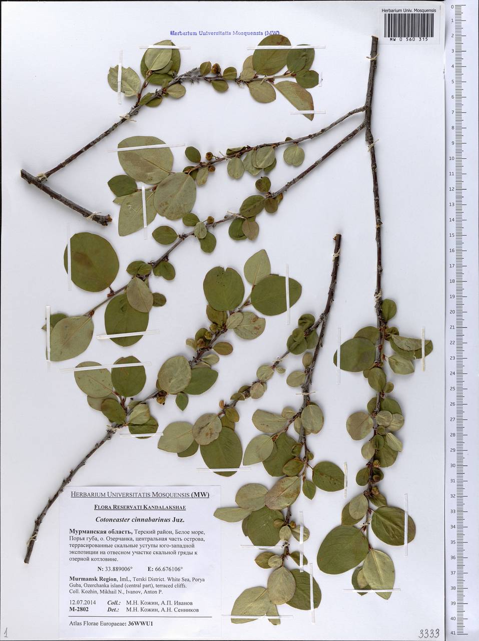 Кизильник цельнокрайний Medik., Восточная Европа, Северный район (E1) (Россия)