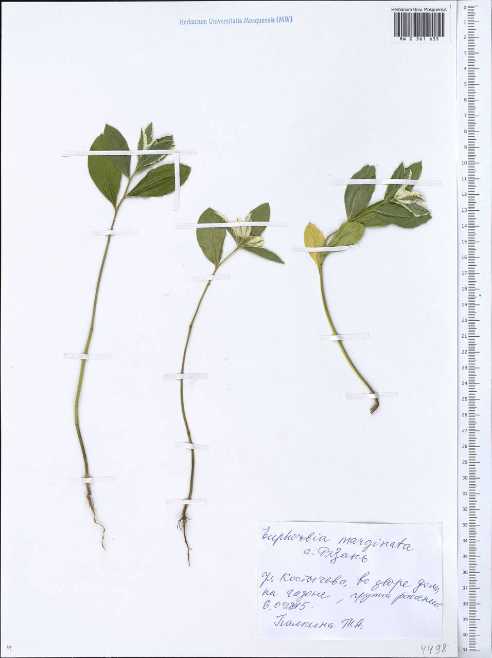 MW0561635, Euphorbia marginata (Молочай окаймленный), specimen