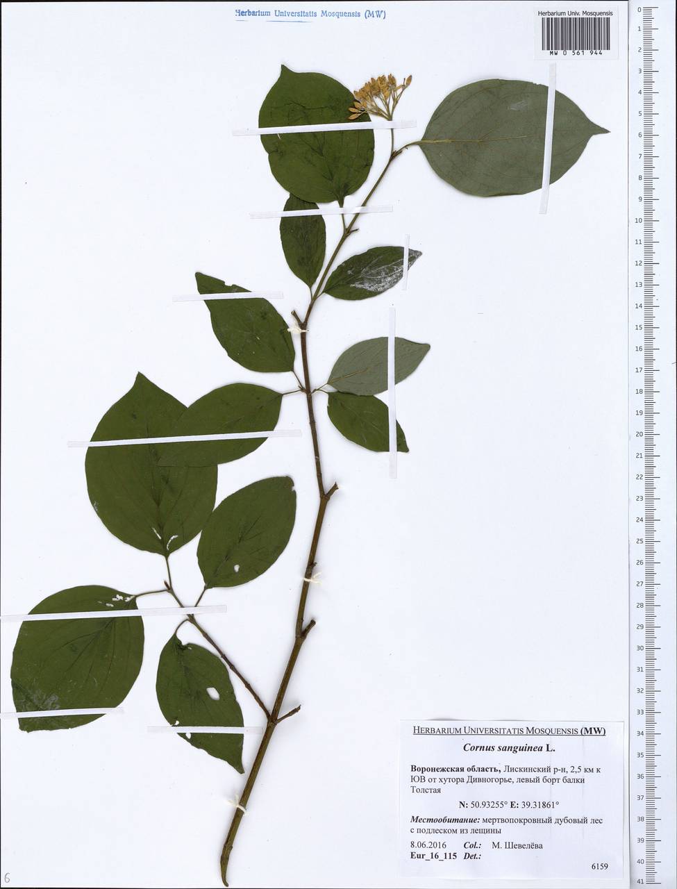 MW0561944, Swida sanguinea (Свидина кроваво-красная), specimen