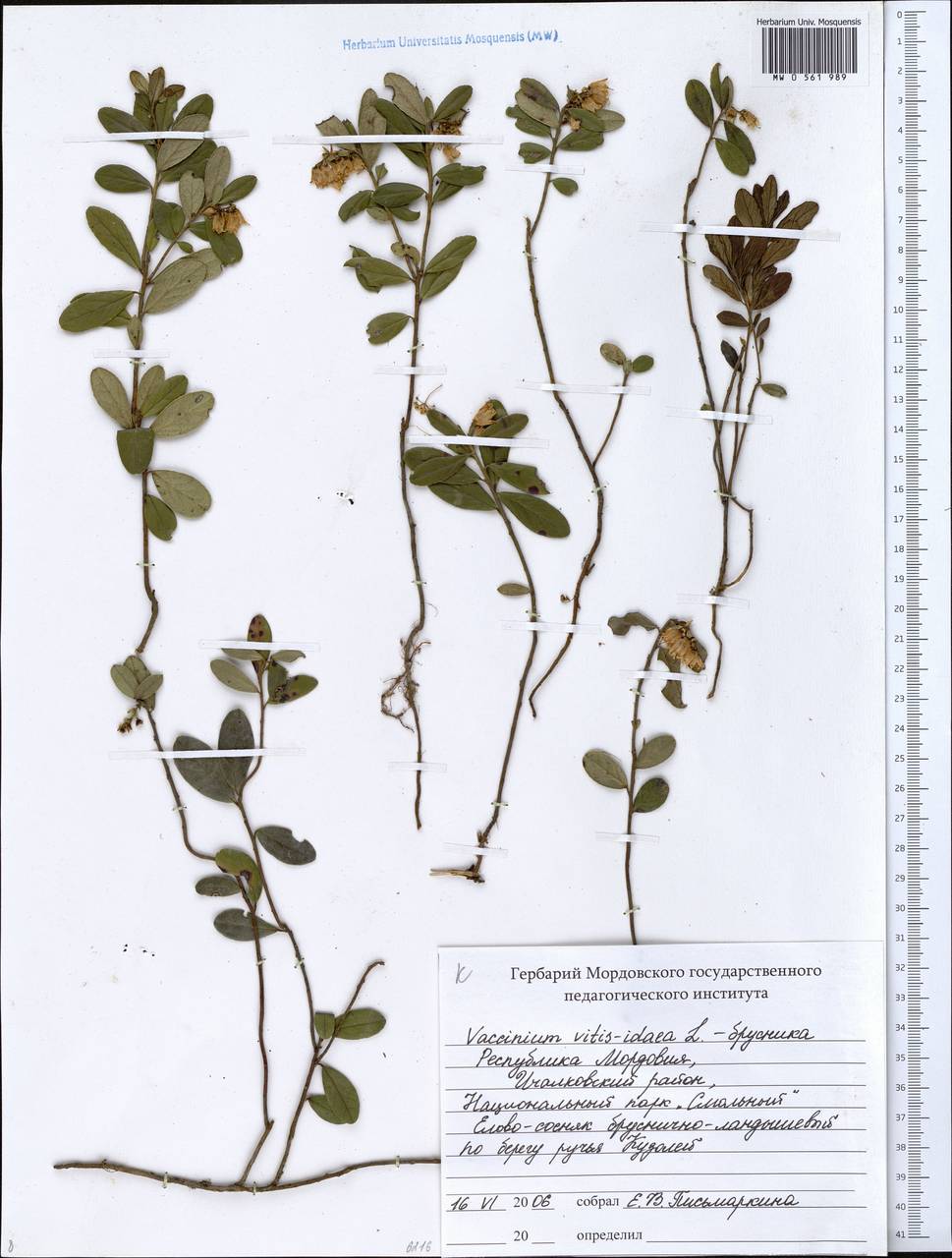 Брусника Vaccinium Vitis idaea l. гербарий