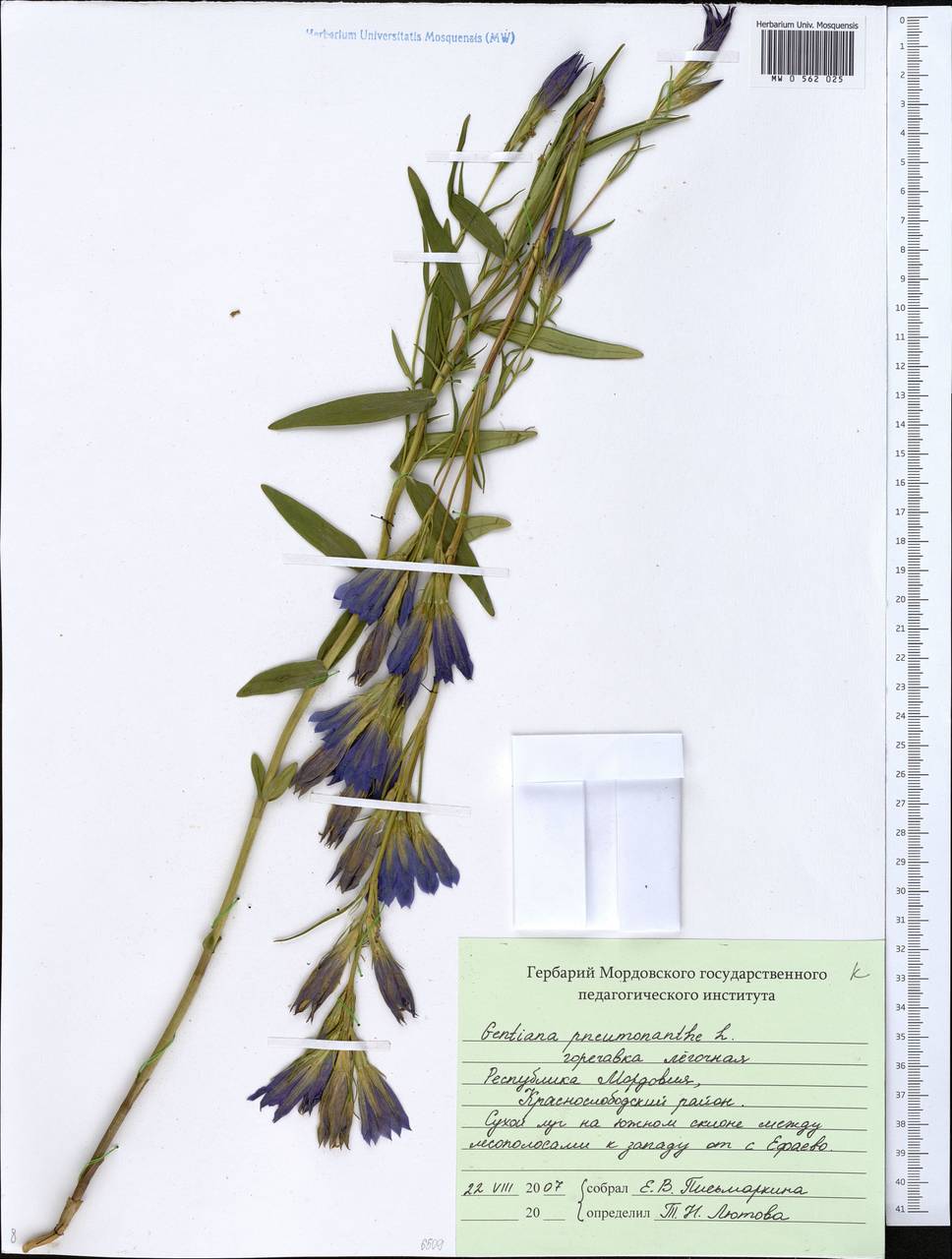 MW0562025, Gentiana pneumonanthe (Горечавка легочная), specimen