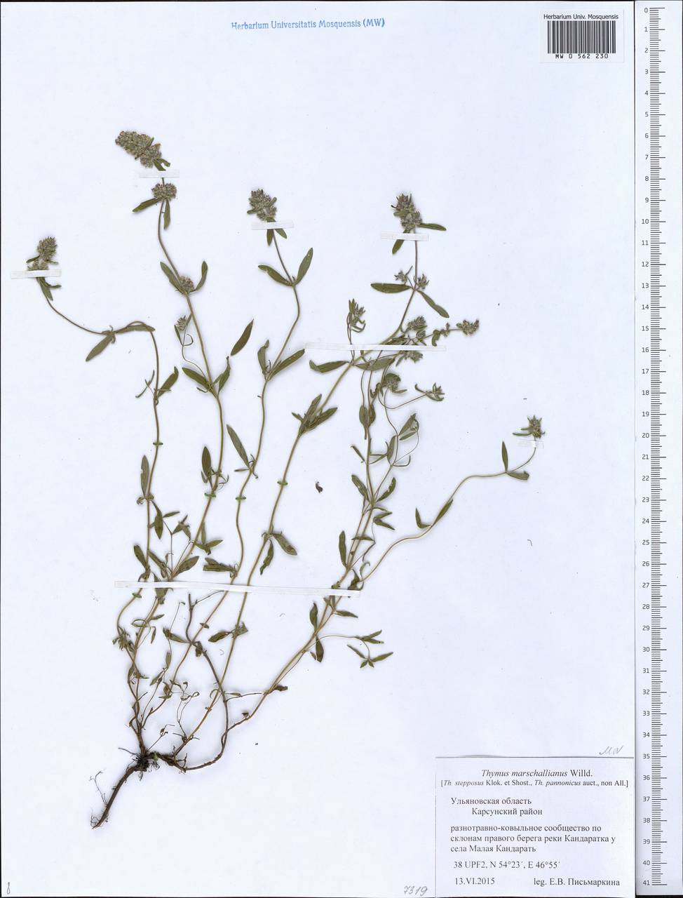 Thymus pannonicus All., Восточная Европа, Средневолжский район (E8) (Россия)