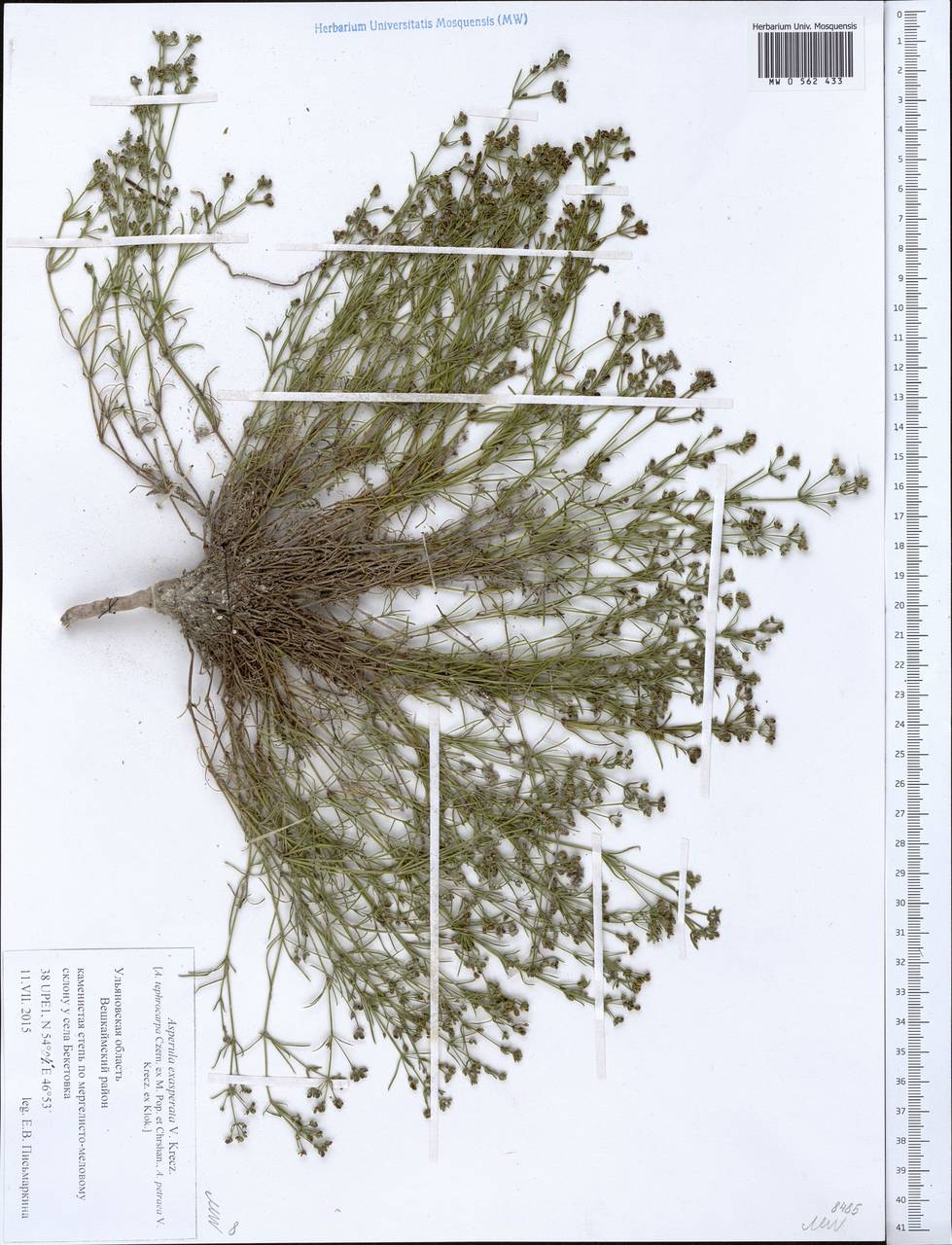 Cynanchica tephrocarpa subsp. exasperata (V.I.Krecz. ex Klokov) P.Caputo & Del Guacchio, Восточная Европа, Средневолжский район (E8) (Россия)