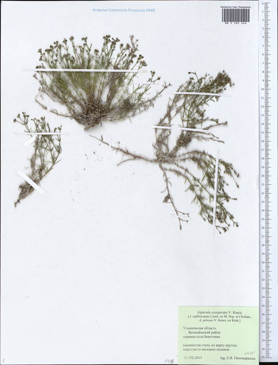 Cynanchica tephrocarpa subsp. exasperata (V.I.Krecz. ex Klokov) P.Caputo & Del Guacchio, Восточная Европа, Средневолжский район (E8) (Россия)