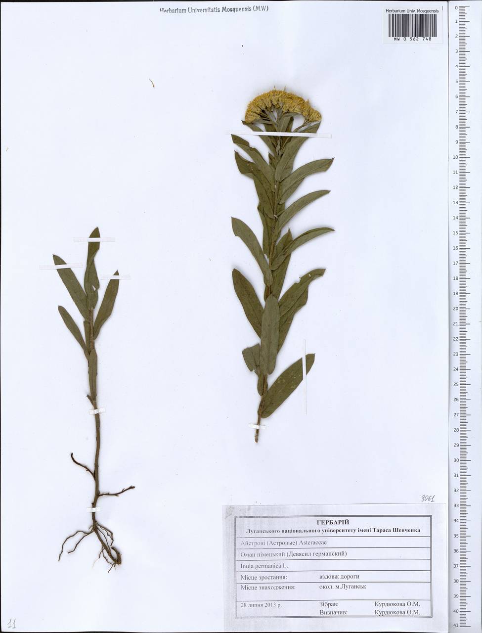 Pentanema germanicum (L.) D. Gut. Larr., Santos-Vicente, Anderb., E. Rico & M. M. Mart. Ort., Восточная Европа, Северо-Украинский район (E11) (Украина)