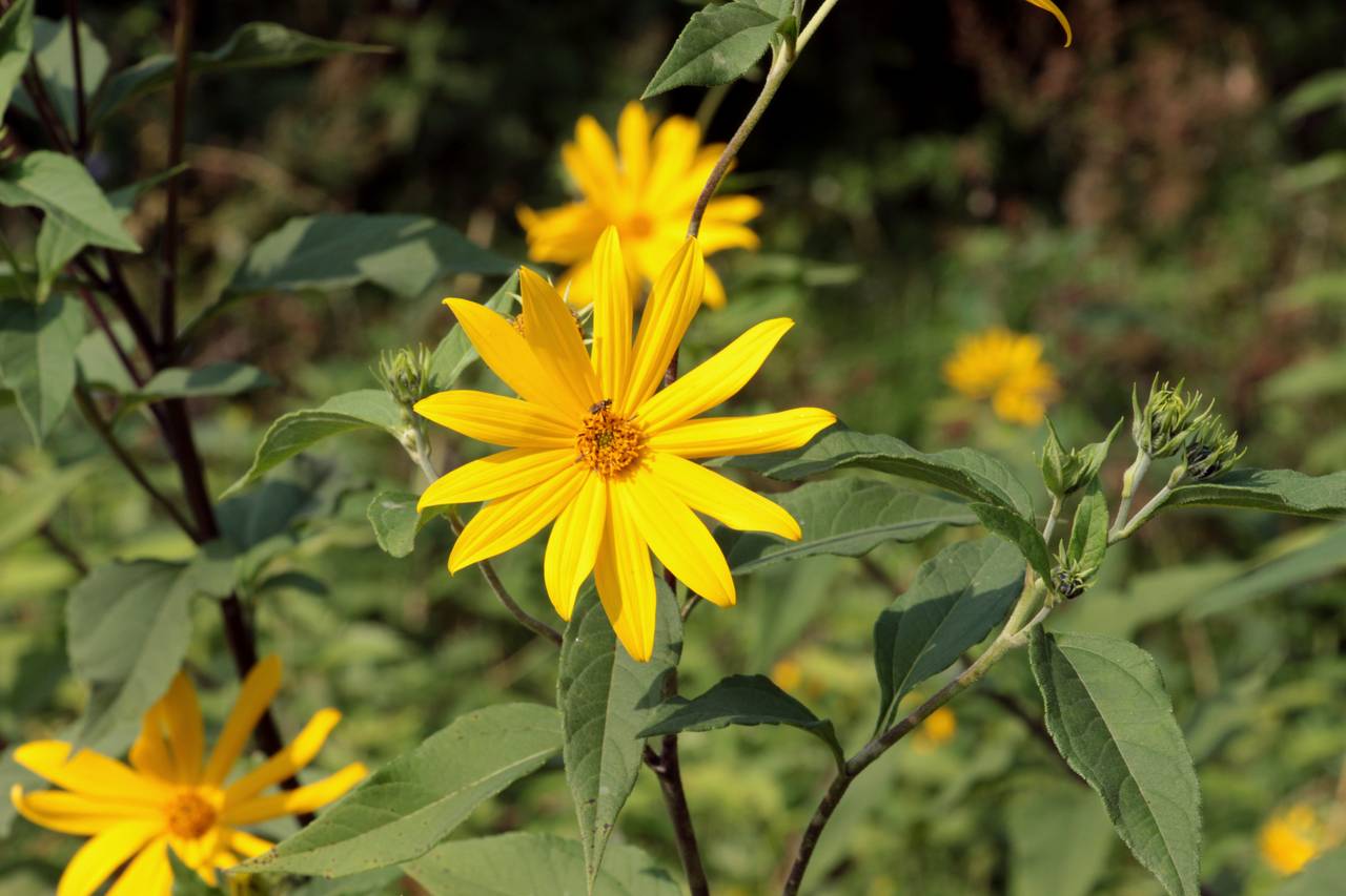 Топинамбур Helianthus tuberosus