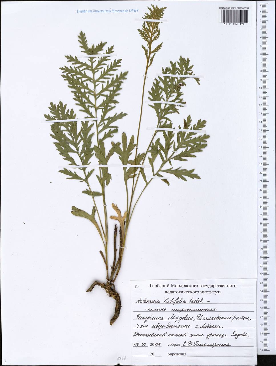 Полынь широколистная (Artemisia latifolia).