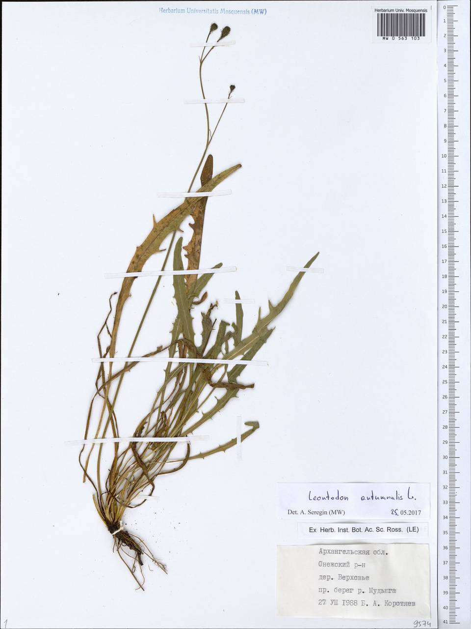 Scorzoneroides autumnalis subsp. autumnalis, Восточная Европа, Северный район (E1) (Россия)