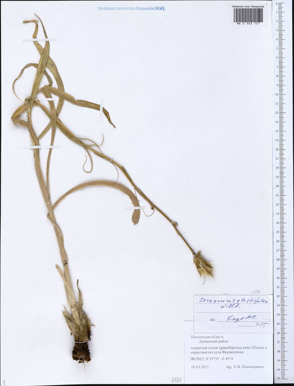 Козелец вайдолистный Willd., Восточная Европа, Средневолжский район (E8) (Россия)