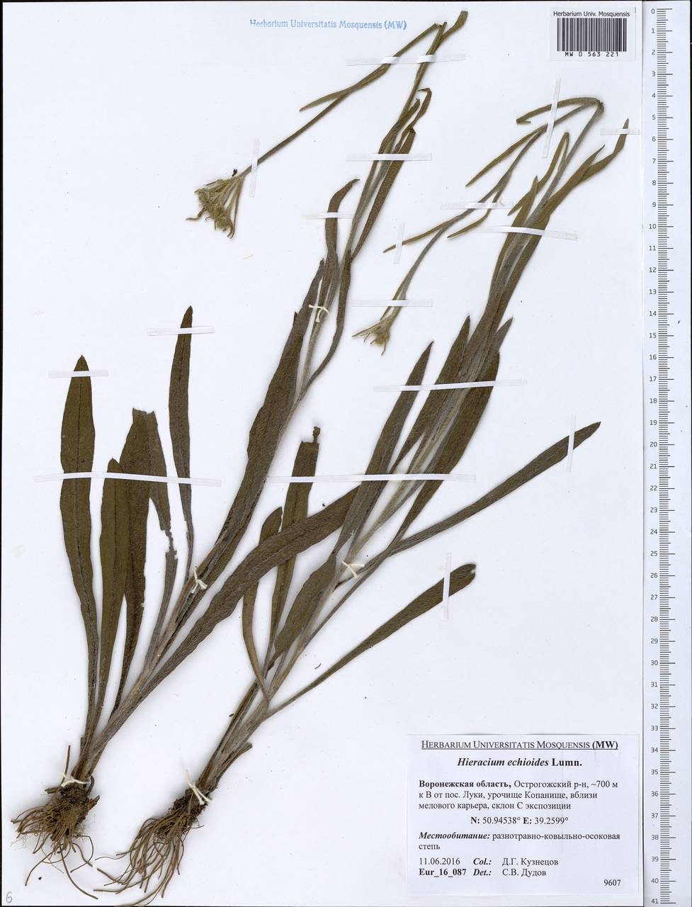 Pilosella echioides subsp. echioides, Восточная Европа, Центральный лесостепной район (E6) (Россия)