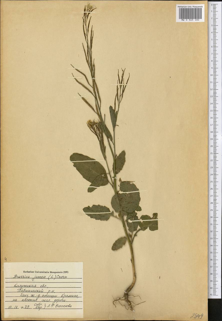 Капуста сизая, Сарептская горчица (L.) Czern., Восточная Европа, Центральный район (E4) (Россия)