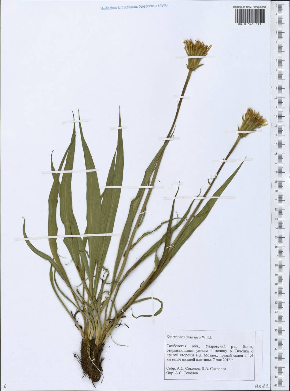 Takhtajaniantha austriaca (Willd.) Zaika, Sukhor. & N. Kilian, Восточная Европа, Центральный лесостепной район (E6) (Россия)