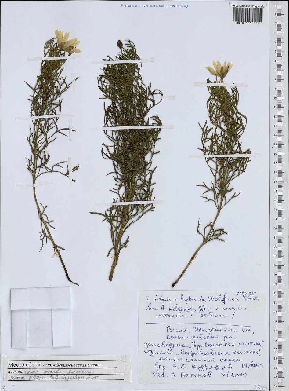 Adonis ×hybrida C. F. Wolff ex Nyman, Восточная Европа, Средневолжский район (E8) (Россия)
