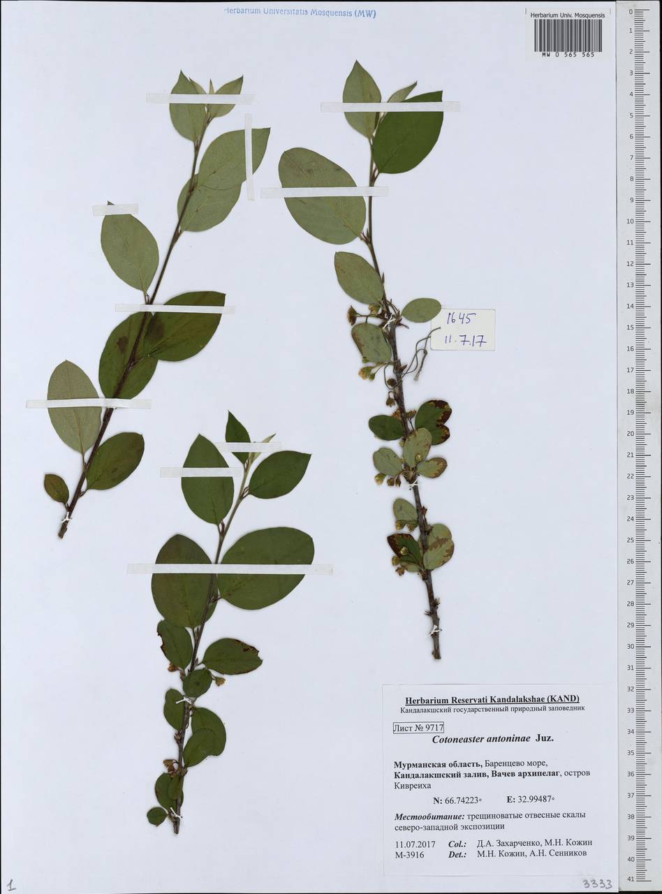 Кизильник рыхлоцветковый (J. Jacq.) Lindl., Восточная Европа, Северный район (E1) (Россия)