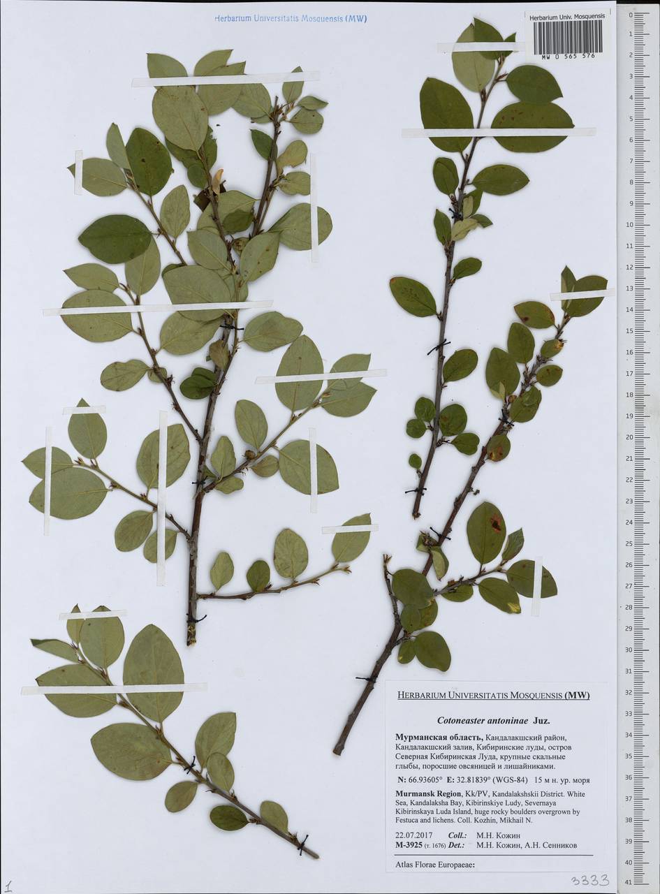 Кизильник рыхлоцветковый (J. Jacq.) Lindl., Восточная Европа, Северный район (E1) (Россия)