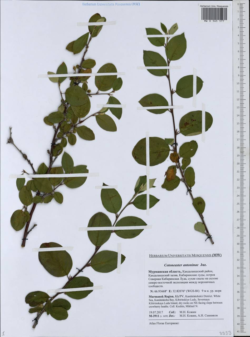 Кизильник рыхлоцветковый (J. Jacq.) Lindl., Восточная Европа, Северный район (E1) (Россия)
