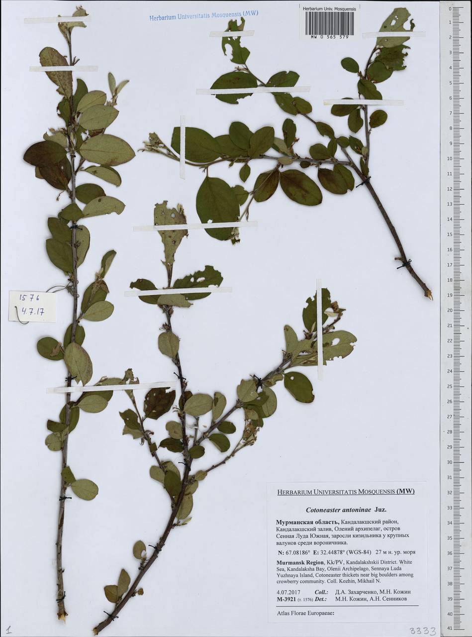Кизильник рыхлоцветковый (J. Jacq.) Lindl., Восточная Европа, Северный район (E1) (Россия)