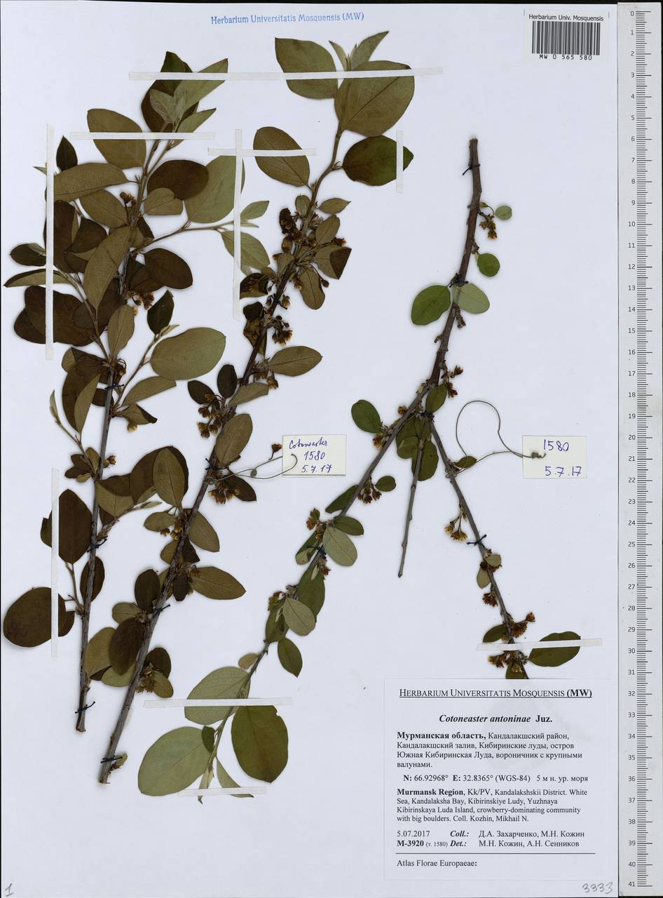 Кизильник рыхлоцветковый (J. Jacq.) Lindl., Восточная Европа, Северный район (E1) (Россия)