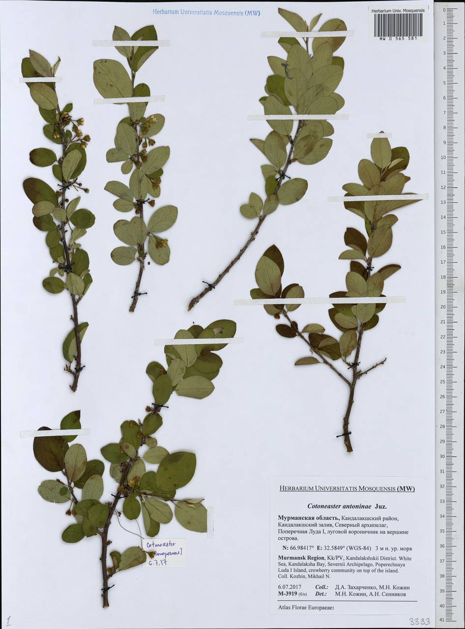 Кизильник рыхлоцветковый (J. Jacq.) Lindl., Восточная Европа, Северный район (E1) (Россия)